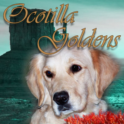 Ocotilla Goldens Home Colorado Springs Colorado Karen Lamb