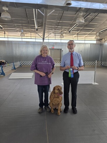 Holly the Chesapeake Bay Retriever.